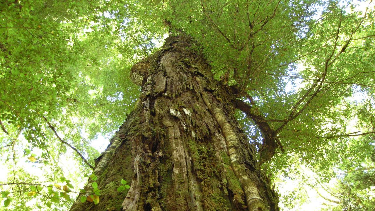 Beech Tree Lodge Ohakune Dış mekan fotoğraf